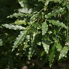 Image result for Vepris