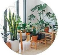 Plantas de interior fáciles de cuidar y resistentes