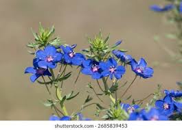 Image result for Lysimachia monelli