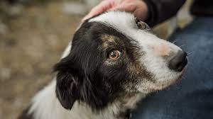 Unfortunately, this dream often leads to some harsh realizations and unfortunate lives for the wolf or wolf hybrid. Seattle Animal Shelters Calling For Foster Families As Facilities Fill Up King5 Com