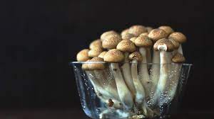 Guide to Microdosing Magic Mushrooms for Beginners | 3 Amigos