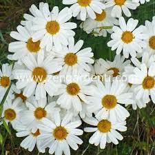 Organik Bocek Kovucu Papatya Tohumu Chrysanthemum Cinerariaefolium Papatyalar Tohum Bitki