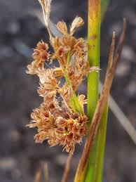 Image result for Juncus effusus