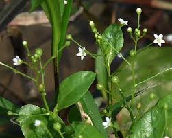 Image result for Samolus