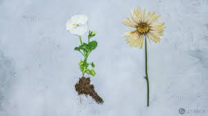 Nov 17, 2020 · to press flowers, pick the flowers on a hot, dry day to prevent molding, and find a heavy book to press your flowers in, such as an encyclopedia, dictionary, or phone book. Mother S Day Craft Ideas Press Flowers In 3 Minutes