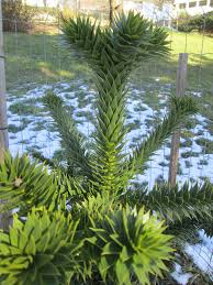 Araucaria araucana, ist eine exotische zierpflanze. Araucaria Araucana Arboretum Lassnitzhohe