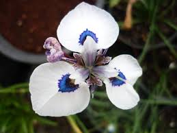 Image result for Moraea carsonii