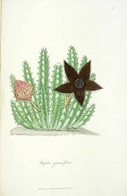 Image result for Tridentea