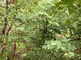 Image result for Acacia goetzei