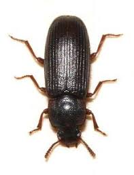 Tribolium De La Farine Envahisseur Insecte Mbm Gestion Parasitaire