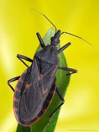 Assassin Bug Triatoma Rubrofasciata Leaf Footed Bug Assassin Bugs And Insects