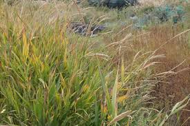 Image result for Phacelurus