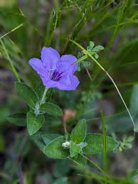 Image result for Vandellia humilis