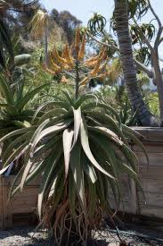 Image result for Aloe aculeata × excelsa