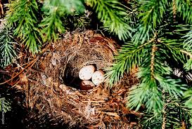 The inside of their nest has a soft lining, often made of rootlets. Understanding And Identifying Bird Nests Colorado Virtual Library