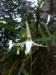 Image result for Jumellea usambarensis