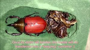 Maybe you would like to learn more about one of these? The Eastern Hercules Beetle Dynastes Tityus Raising And Breeding At Home Part Ii Youtube