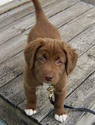The good news is we have an article and some pictures about what you're looking for. Chocolate Lab Husky And Shepherd Mix Perros Y Cachorros Lindos Perros Amantes De Perros