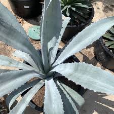 Image result for Agave americana