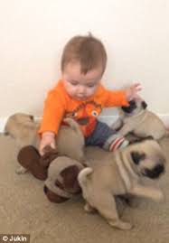 Check spelling or type a new query. Video Shows Pug Puppies Playing With Boy But He S More Interested In His Toy Daily Mail Online