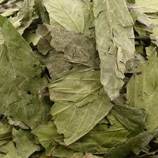 Image result for Psychotria cinerea