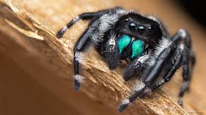 Image result for bold jumping spider