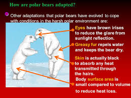 Polar birds and mammals protect themselves physically against the cold by growing a winter plumage and coat of fur, respectively, or by relying on a layer of blubber to prevent heat loss. Adaptation L O To Understand How Plants And Animals Are Adapted For Survival Ppt Download