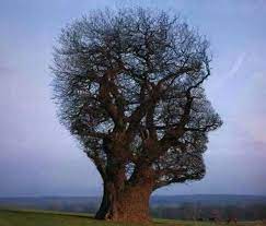 Securedownloadca2kvq7d Weird Trees Unique Trees Beautiful Tree