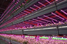 One of the most energy consuming items for commercial vertical farms is lighting, as artificial lighting is one of the key factors for plant growth. Can Vertical Farms Reap Their Harvest It S Anyone S Bet Agritecture