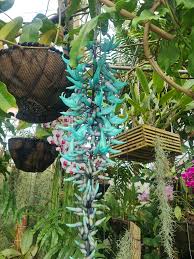 Image result for Habenaria disparilis