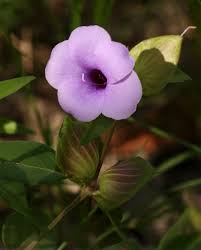 Image result for Barleria mackenii