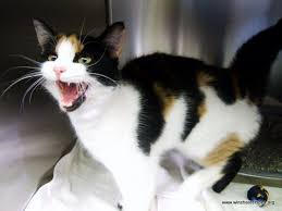 Kittens meow to let their mother know they're. Calico Cat Meowing Calico Cat Cats Dog Cat