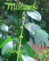 Image result for Suregada procera