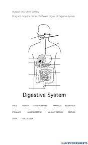 The typical characteristics that define the plant cell include cellulose, hemicellulose and pectin, plastids which play a major role in photosynthesis and storage of starch, large vacuoles responsible for regulating the cell turgor pressure. Human Digestive System Worksheet