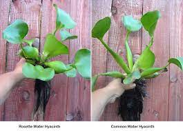The Pondplant Girl S Blog Water Hyacinth Varieties