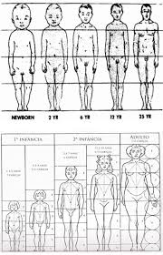 Need help figuring out human body proportions? Relative Measures And Proportions Of Human Body Huelke 1998 11 Download Scientific Diagram