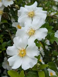 Image result for Rosa laevigata