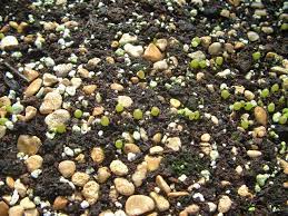 Many cacti have very specific ecosystems that make an estimate of how much soil is going to be needed to fill the number of pots that are going to. Sam Pedro S Instructions For Growing Cactus From Seed Growing Cactus From Seed Cacti And Succulents Cactus Seeds