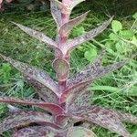 Image result for Crassula alba