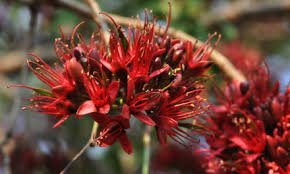 Image result for Inhambanella henriquesii