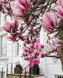 Magnolia Blooms Holland Park London England By Michael Sparrow Sparrowinlondon On Instagram Flowering Trees Late Bloomer Bloom