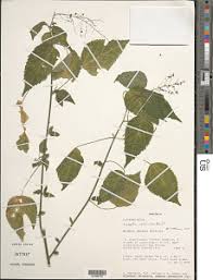 Image result for Acalypha racemosa