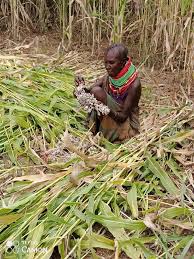Harvesting time in Turkana | Kilimo News