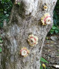 Image result for Napoleonaea gossweileri