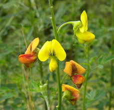 Image result for Crotalaria capensis