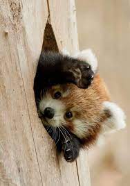 Check spelling or type a new query. Amazing Creatures Funny Animals Of The Week 5 January 2018 40 Pics