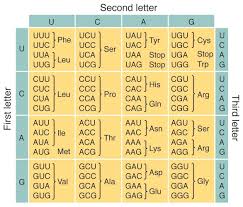 Check spelling or type a new query. Dna Transcription And Translation Directions 1 Chegg Com
