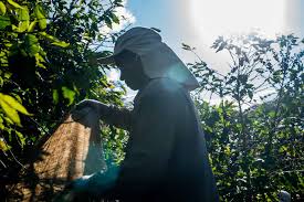 Blackriflecoffee.com has been visited by 10k+ users in the past month Two Centuries Of Enslaved Labor By Phyllis Johnson At Coffeereview Com Green Room Cafe