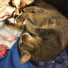 Home of cute and healthy ragdoll cats for sale with green and blue eyes. Las Vegas Nv Abyssinian Meet Jadore A Pet For Adoption