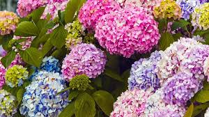 The name of this flower is pom pom mum. 7 Facts You Should Know About Our Favorite Pom Pom Flower The Hydrangea Happy Santa